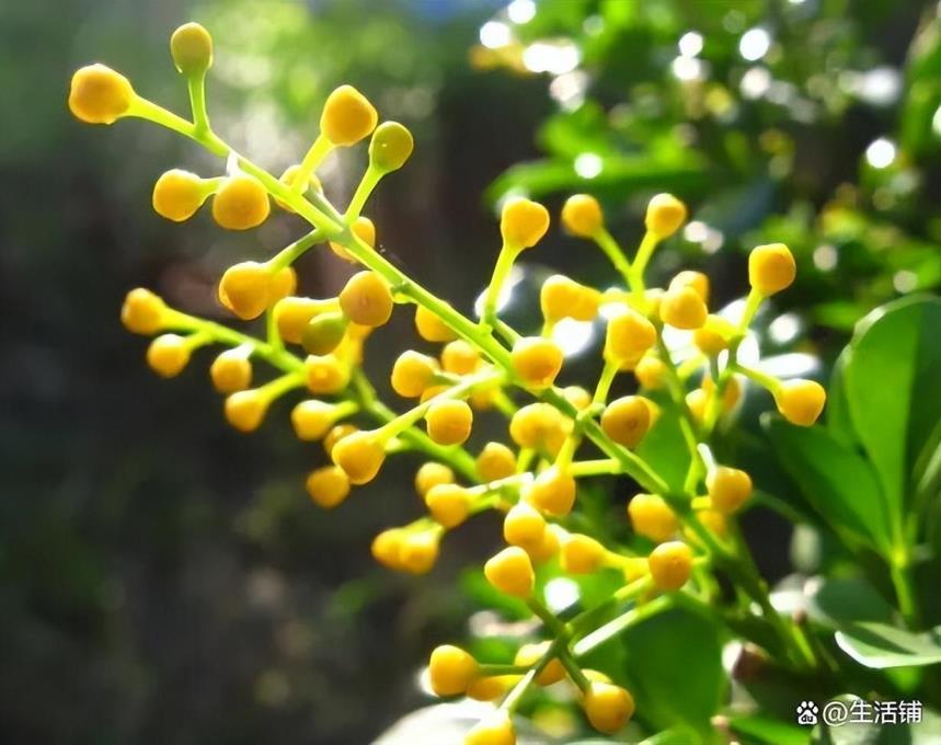 米兰花用什么土栽培最好，有关米兰花的种植方法