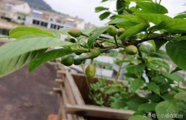 樱桃树怎么栽植，盆栽樱桃树的种植方法