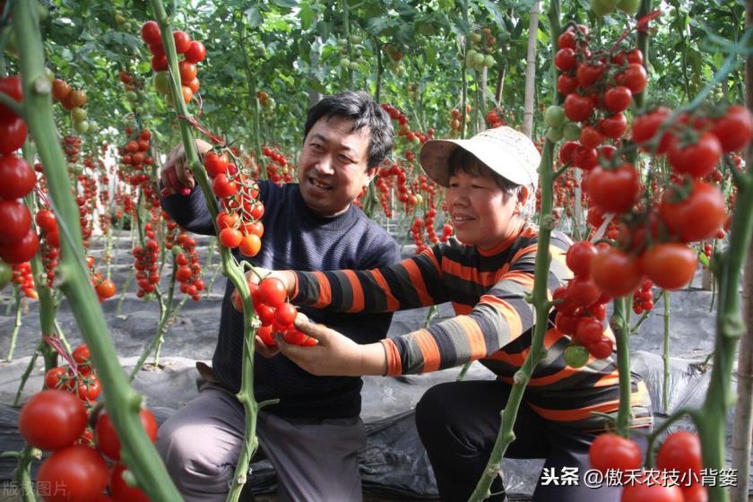 西红柿怎么种才长得好，西红柿的详细种植方法