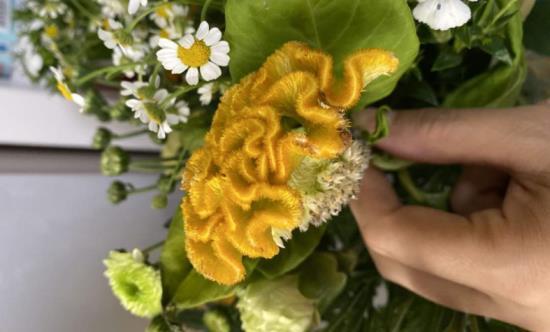 鸡冠花是什么季节的花，鸡冠花花期简单介绍