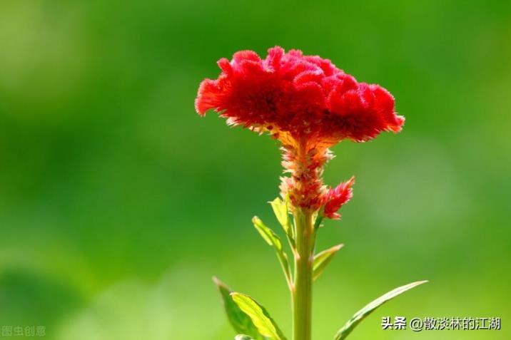 鸡冠花花语是什么，鸡冠花的寓意和象征