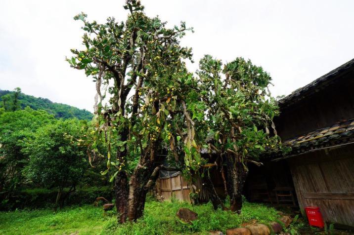 院子里种仙人掌好吗，庭院种植仙人掌注意事项