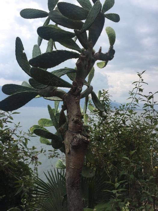 院子里种仙人掌好吗，庭院种植仙人掌注意事项