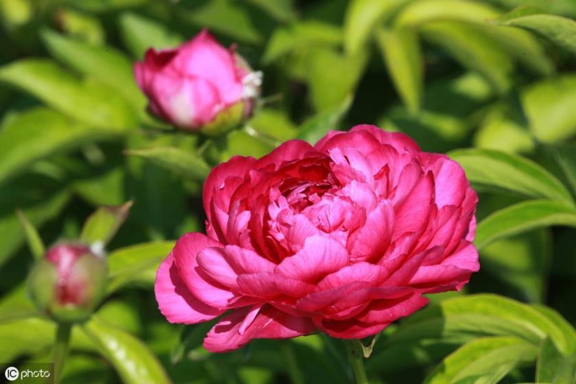 芍药的花语是什么意思，芍药的寓意和象征意义