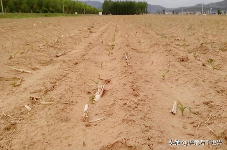 植物的传播方式有哪些方法，盘点十种植物的传播方法