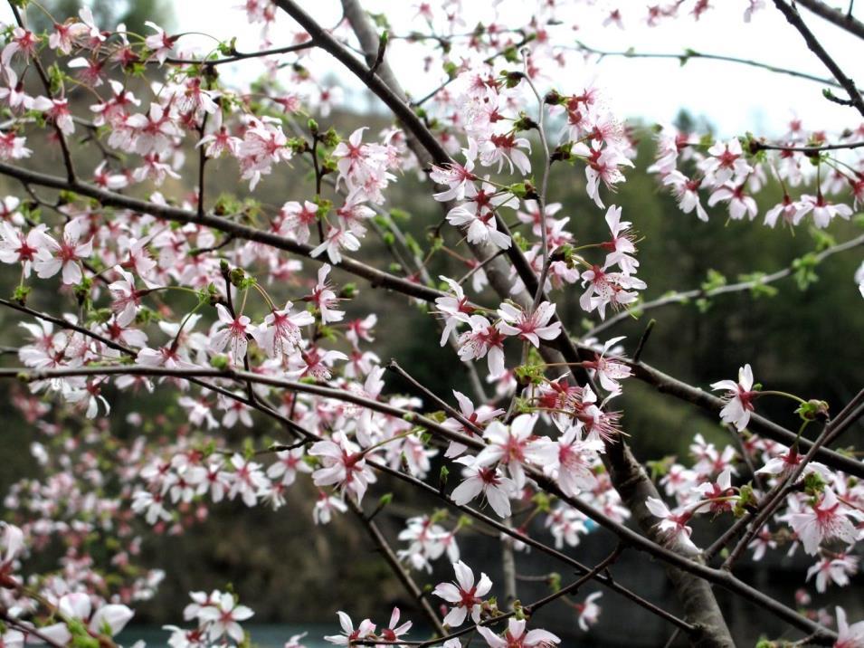 四明山樱花什么时候开，四明山红枫樱花开放的时间