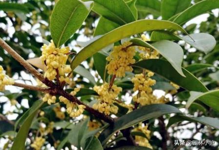 桂花树品种哪个好，常见的桂花树品种介绍