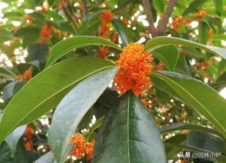 桂花树品种哪个好，常见的桂花树品种介绍