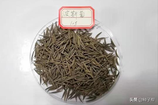 波斯菊多久开花一次，波斯菊从播种到开花需要的时间