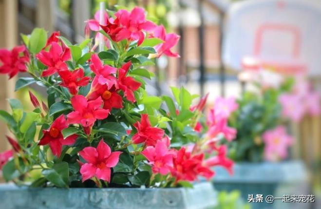 6月适合种什么花，盘点六种6月开的花