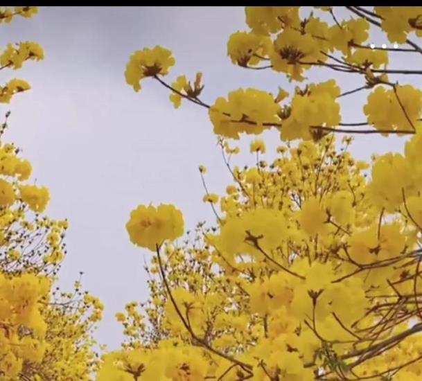 风铃花的寓意是什么，风铃花的花语和象征意义