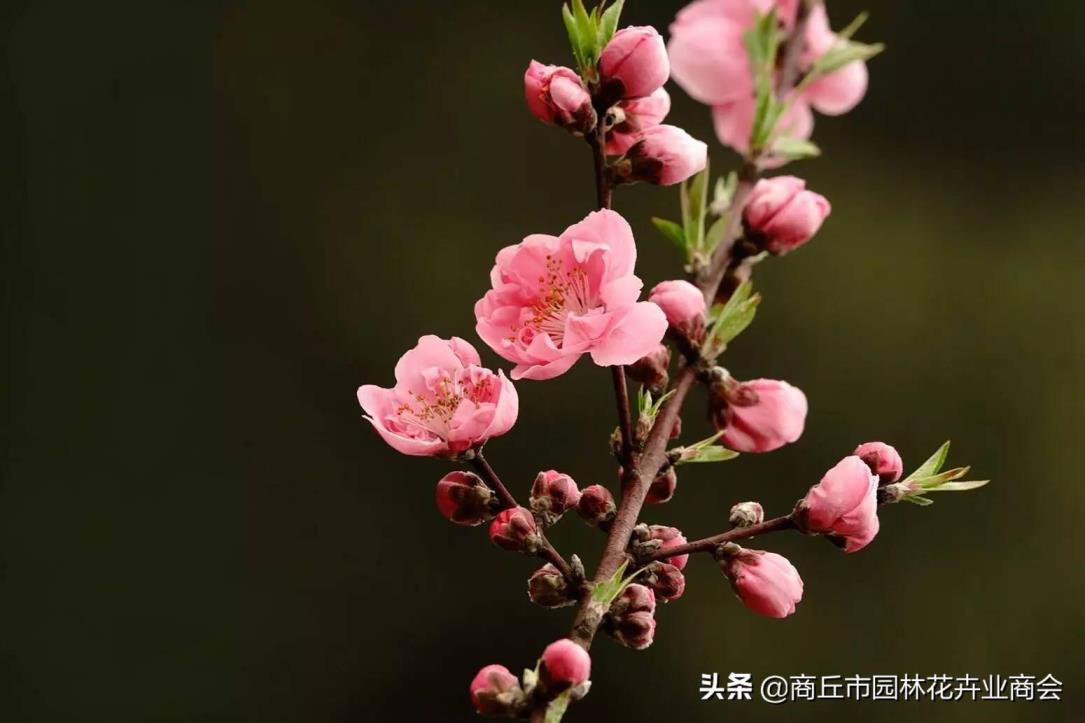 寿星桃什么时候开花，寿星桃花树盆景开花时间