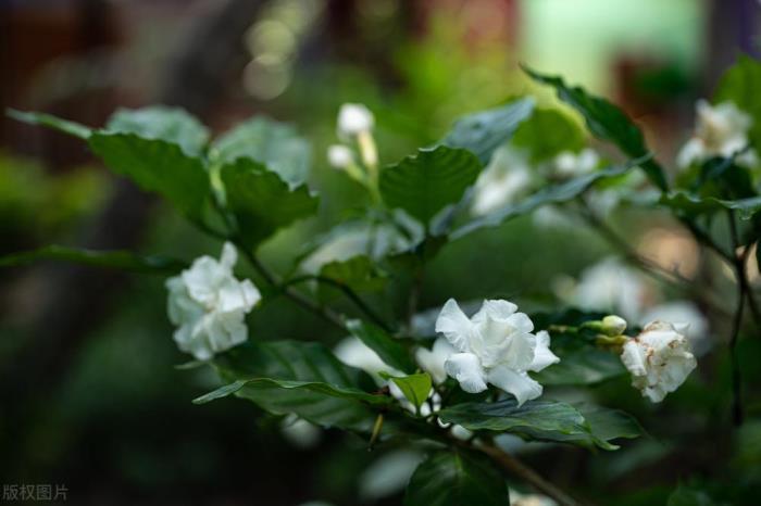 栀子花寓意及花语，浅谈栀子花的象征意义