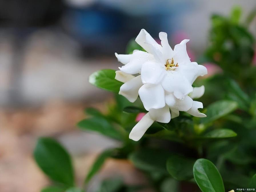 栀子花寓意及花语，浅谈栀子花的象征意义