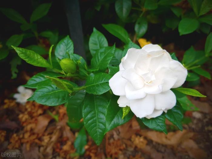 栀子花寓意及花语，浅谈栀子花的象征意义