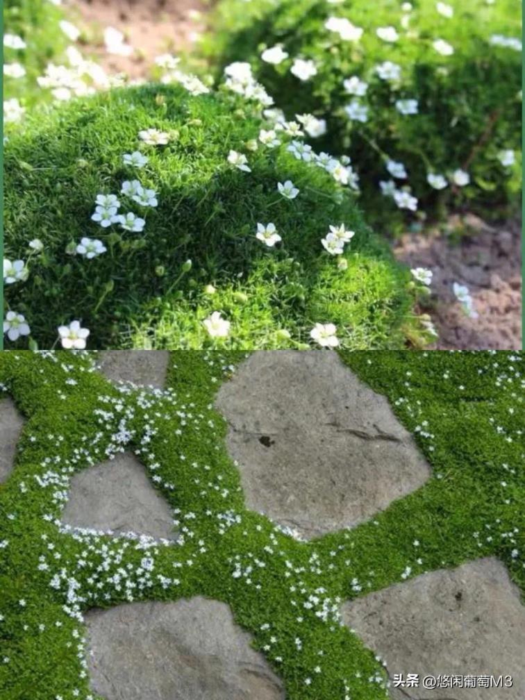 开花的地被植物有哪些，常见的地被植物简介