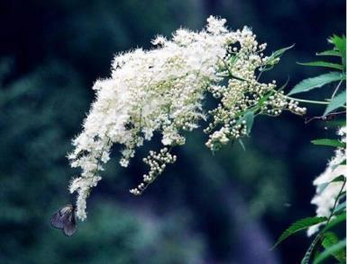 六月雪什么时候开花，关于六月雪花期简介