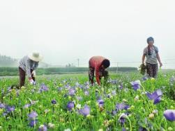 中国桔梗种植方法和技术，简述桔梗的栽培管理步骤