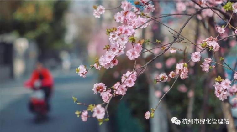 美人梅几月开花，有关美人梅花期简介