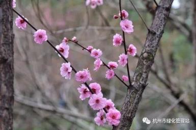 美人梅几月开花，有关美人梅花期简介