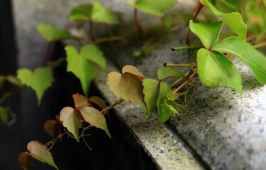 爬山虎怎么种植，爬山虎插枝种植方法讲解