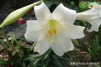 百合种球种怎么植方法，百合花种植时间与技术