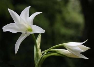 盆栽百合花叶子发黄怎么办，有关百合的补救措施