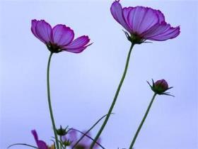 格桑花是什么季节开花，关于格桑花开花时间