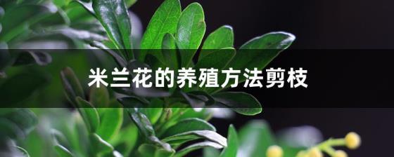 米兰花用什么土壤最好，描述米兰花最好的配土方法