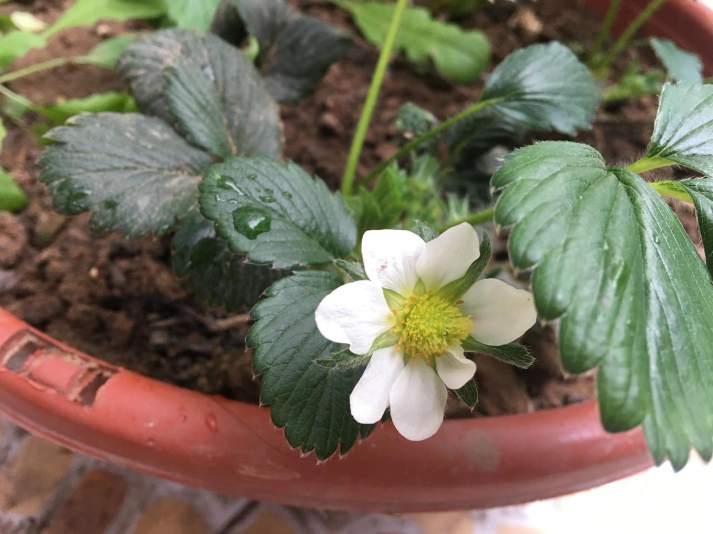 草莓如何种植，家庭阳台草莓种植方法