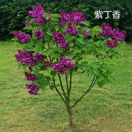 丁香花是什么样子，有关丁香花特征描写