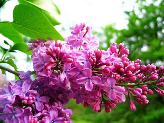 丁香花是什么样子，有关丁香花特征描写