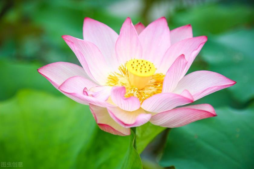 碗莲发芽后怎么种植，盆栽碗莲的种植方法