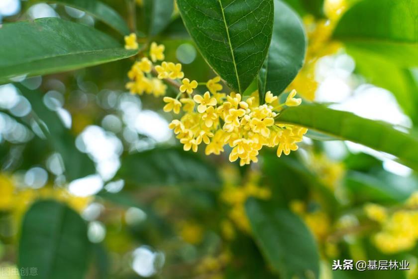 金桂在什么季节开花，描述金桂的花期时间