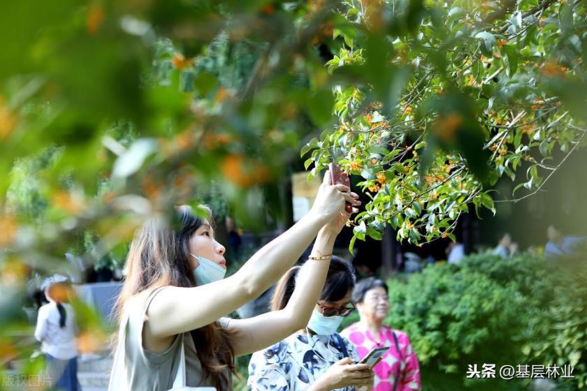 金桂在什么季节开花，描述金桂的花期时间