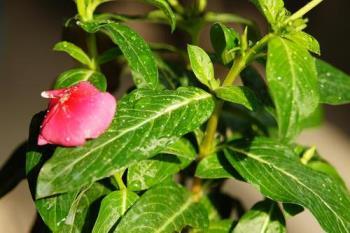 花叶蔓长春怎么养，花叶蔓长春花养护技巧