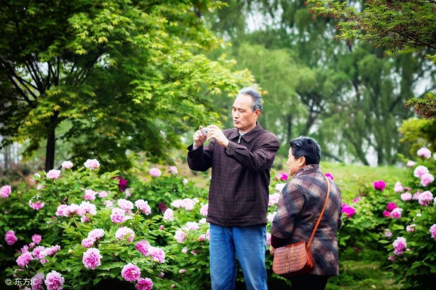 牡丹花什么季节开花，关于牡丹花的花期简介