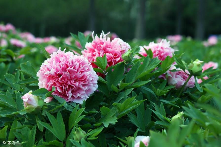 牡丹花什么季节开花，关于牡丹花的花期简介