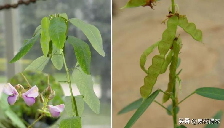 跳舞草种子怎么种植，跳舞草的特点介绍