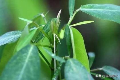 跳舞草种子怎么种植，跳舞草的特点介绍