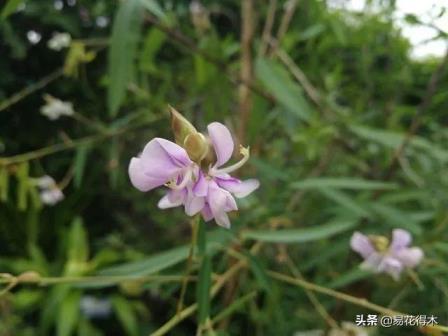 跳舞草种子怎么种植，跳舞草的特点介绍