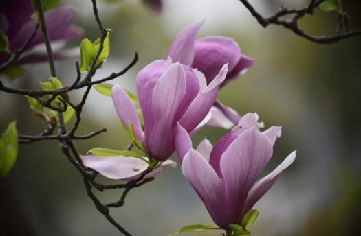 玉兰花什么时候开，有关玉兰花花期简介