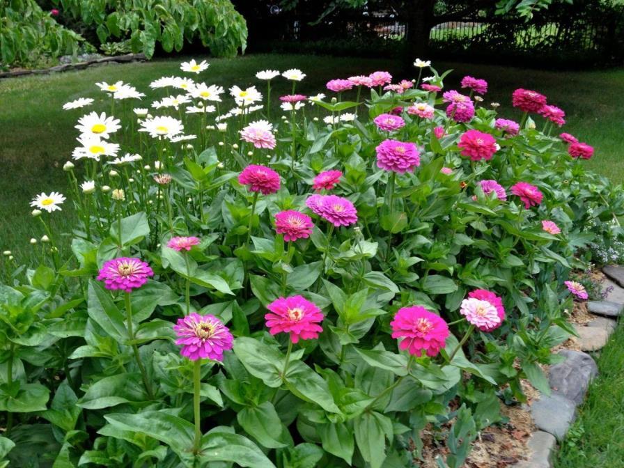 百日菊什么时候开花的，简述百日菊种子种植时间