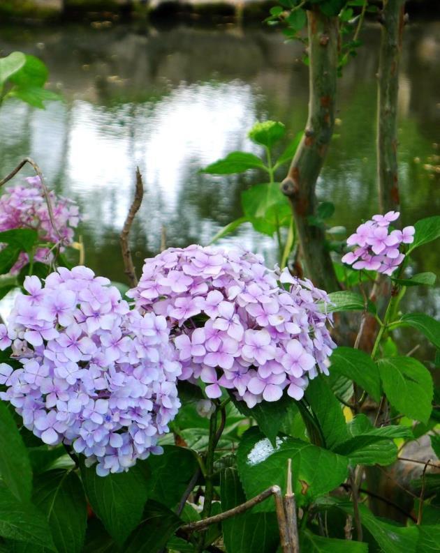 八仙花种类有哪些，最常见的八仙花品种介绍