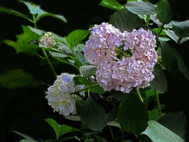 八仙花种类有哪些，最常见的八仙花品种介绍