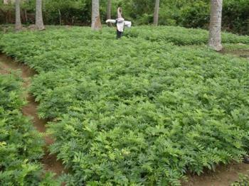 黄花梨种子怎样催芽，黄花梨栽培与管理