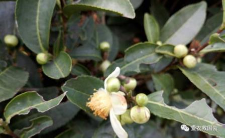 茶树花什么时候开，茶树花期简单介绍