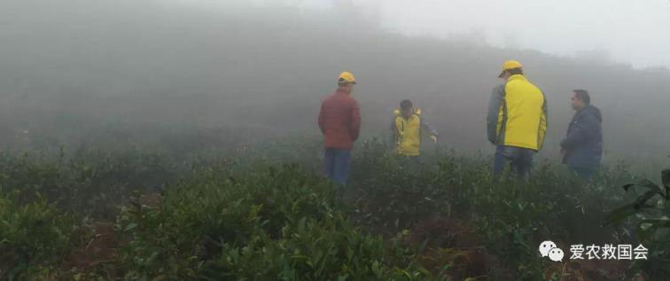 茶树花什么时候开，茶树花期简单介绍