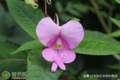 凤仙花的播种方法有哪些，凤仙花种子种植方法和时间