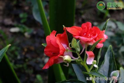 凤仙花的播种方法有哪些，凤仙花种子种植方法和时间